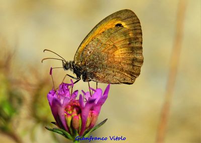 Close-up of butterfly pollinating on purple flower