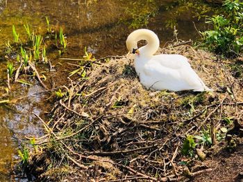 High angle view of white duck on field