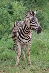 Zebras standing on ground