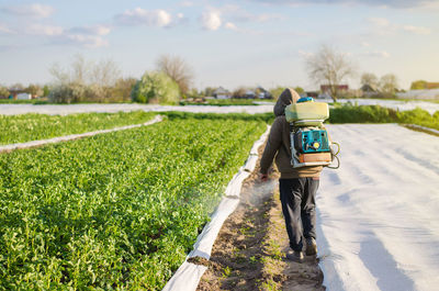 Male farmer with a mist sprayer processes potato bushes with chemicals. protection of plants