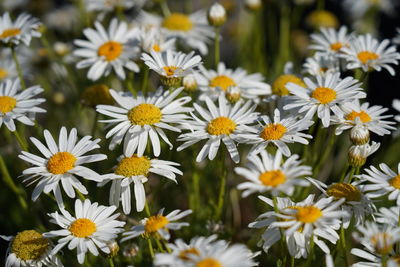 Close-up of white daisy flowers