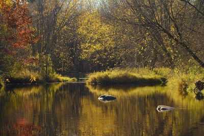 Swan floating on lake in forest during autumn