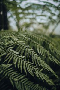 Close-up of plant growing in forest