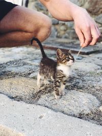 Midsection of man playing with kitten standing on footpath