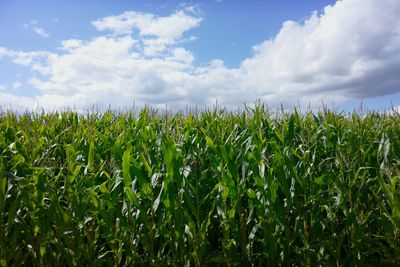 Crops growing on field against sky