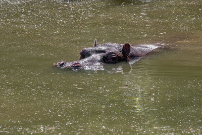 High angle view of duck swimming in lake