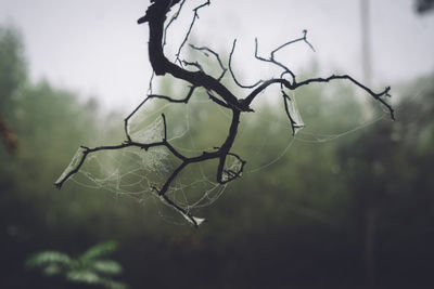 Close-up of spider web on branch