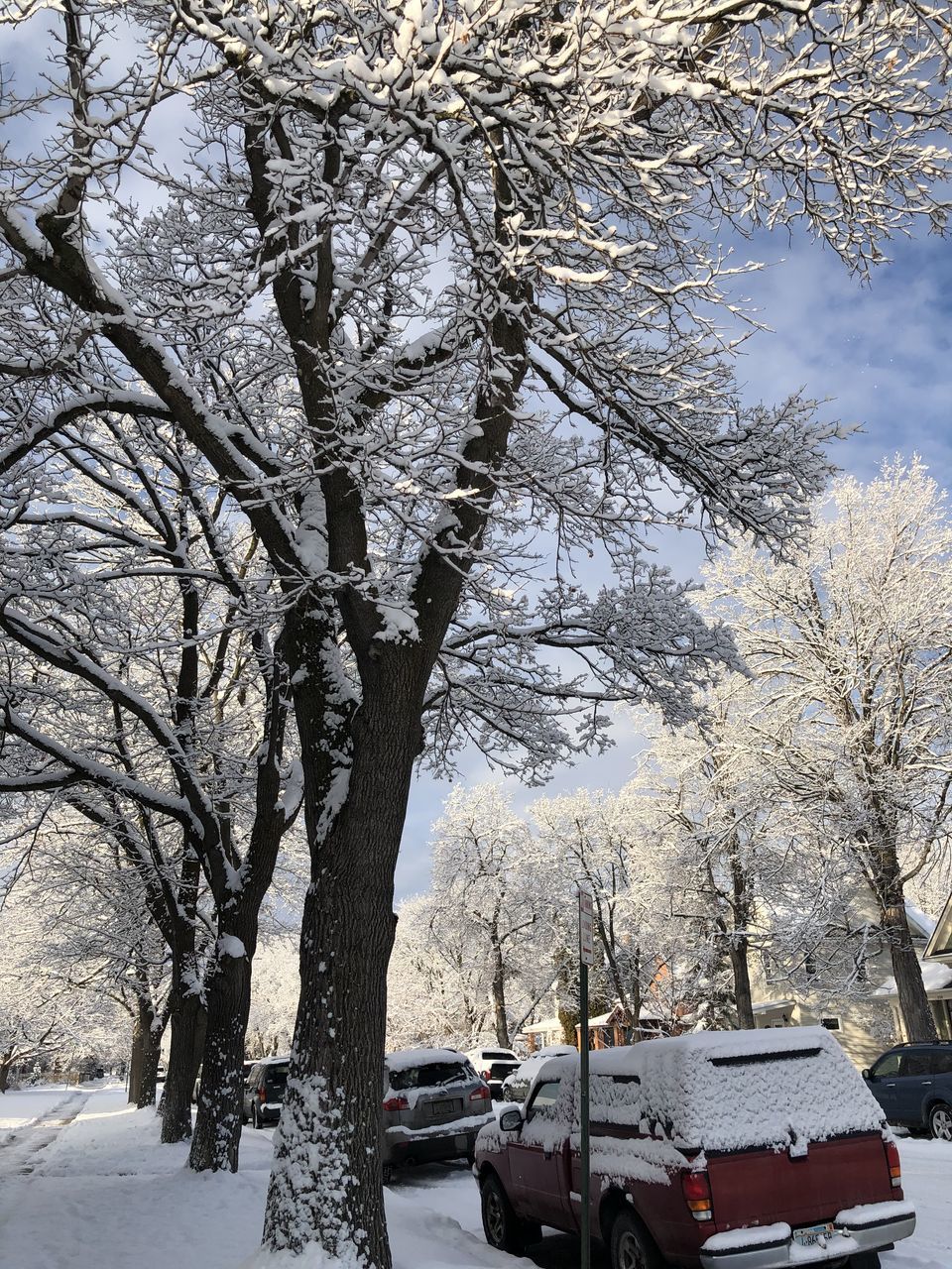 SNOW COVERED ROAD BY TREES IN CITY