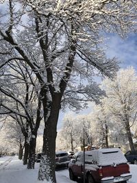 Snow covered trees by road in city