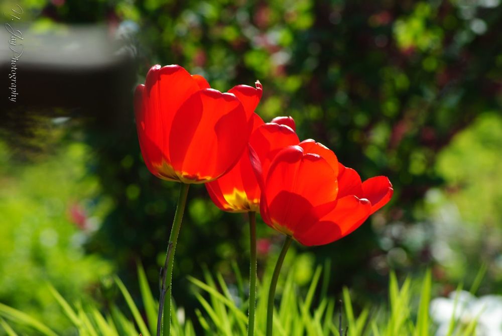 flower, petal, freshness, growth, fragility, flower head, focus on foreground, red, beauty in nature, close-up, plant, blooming, nature, orange color, stem, in bloom, bud, tulip, field, selective focus