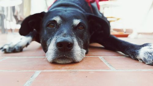 Close-up portrait of black dog relaxing on footpath