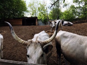 Close-up of cow