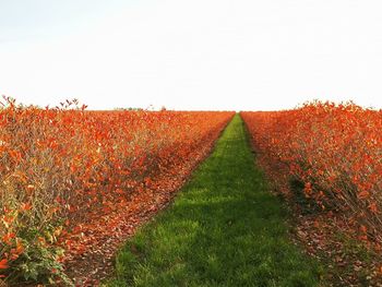 Scenic view of field against clear sky