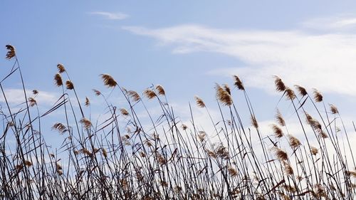 Low angle view of stalks on field against sky