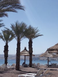 Palm trees at beach against clear blue sky