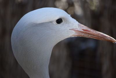 Close-up of a bird