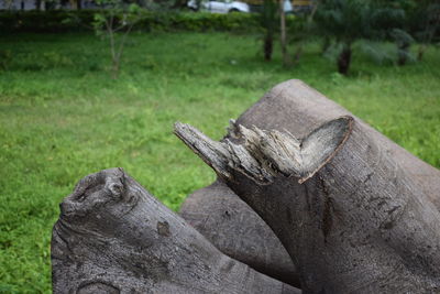 Close-up of log on tree stump