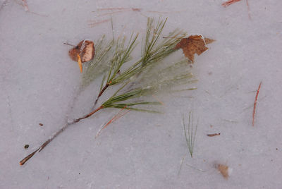 High angle view of plant