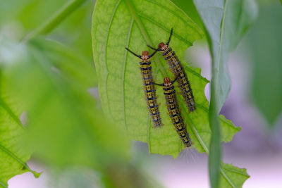 Close-up of insect on leaf