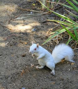 High angle view of white rabbit on field