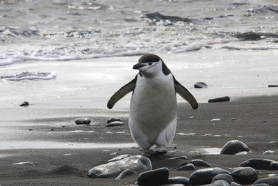 Pingüino barbijo en la isla livingston, islas shetland del sur, antártida