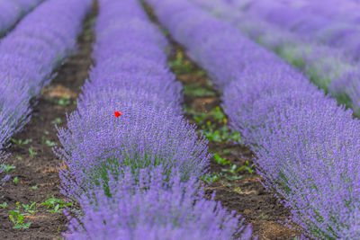 Close-up of purple crocus flowers on field