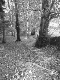 Trees in forest