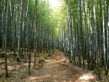 Walkway amidst trees in forest