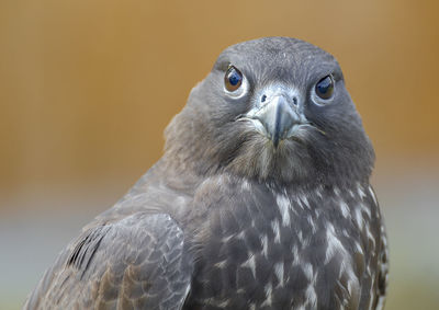 Close-up portrait of a gyrfalcon