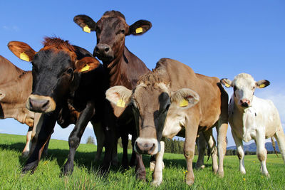 View of cows on field