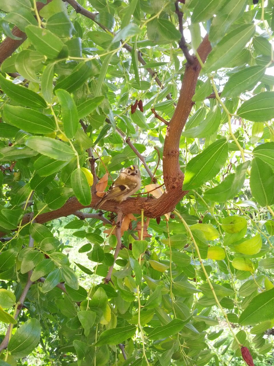 leaf, green color, branch, animals in the wild, tree, animal themes, growth, wildlife, one animal, nature, plant, low angle view, day, close-up, beauty in nature, outdoors, green, no people, lush foliage, focus on foreground