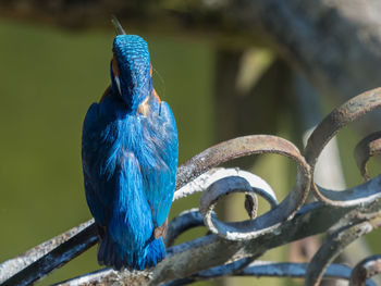 Rear view of kingfisher perching on rusted metal