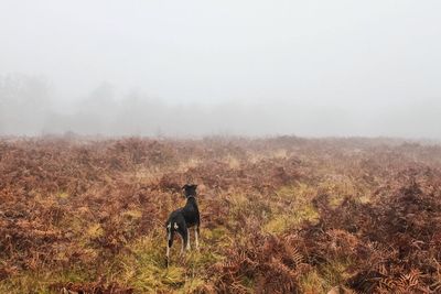 Dog walking on field against sky during foggy weather