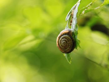 Close-up of snail