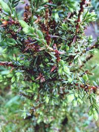 Close-up of leaves on tree