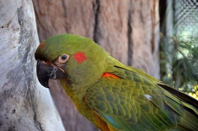 Close-up of parrot perching