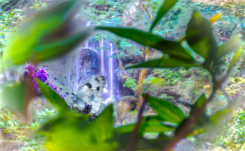 Close-up of plant