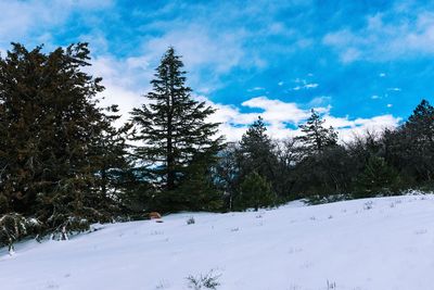 Trees on snow covered landscape against sky