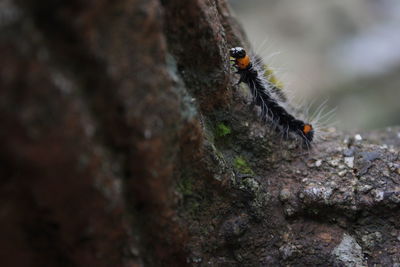 Close-up of insect on tree trunk