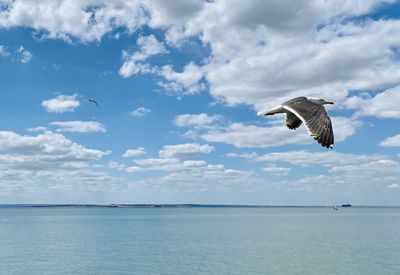 Seagull flying over sea against sky