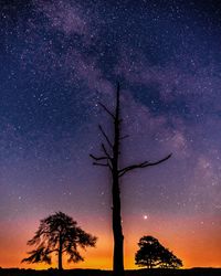 Low angle view of silhouette tree against sky at night