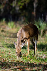 Deer standing in a field