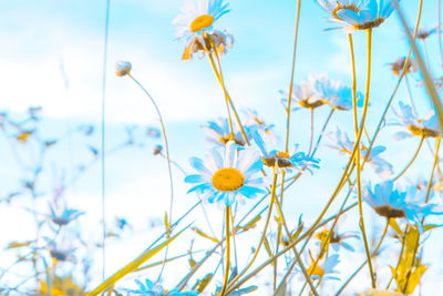 Close-up of flowering plants on field against sky