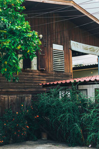 Potted plants against building