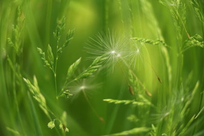 Close-up of dandelion on field