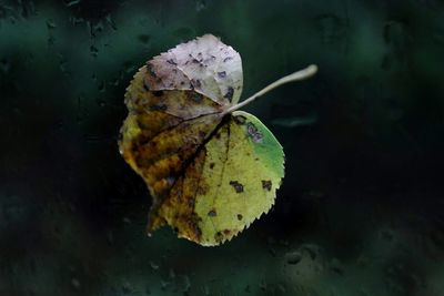 Close-up of leaf