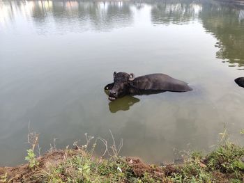 Refreshment of water buffalo on water pond. asian black bison on water.