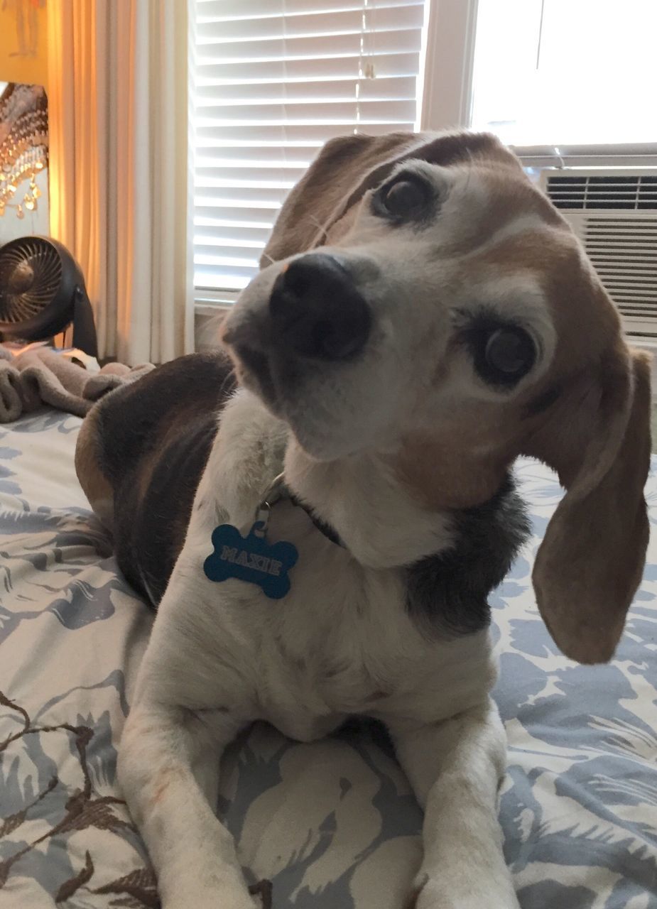 CLOSE-UP OF DOG SITTING AT HOME