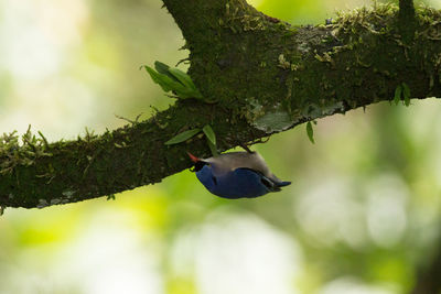 Bird perching on tree trunk