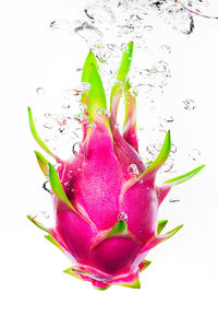 Close-up of water drops on pink flower